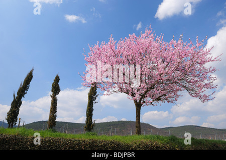 Mandorlo da vigna, Gimmeldingen, Renania-Palatinato, Germania Foto Stock