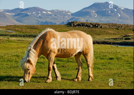 Pony islandese, vicino Stykkisholmur, Snaefellsnes Peninsula Foto Stock