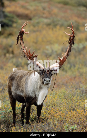 Terra povera Caribou Coffee Company - bull / Rangifer tarandus arcticus Foto Stock