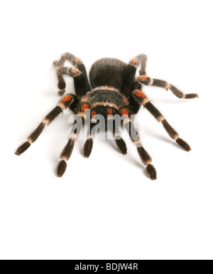 Redkneed messicano Tarantula (, Brachypelma smithi) isolato su bianco Foto Stock