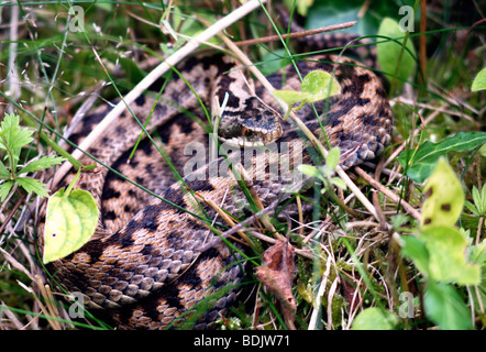 Un sommatore snake arricciata in erba pronti a colpire Foto Stock