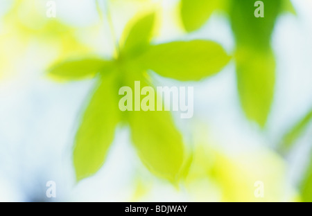 Impressionistica close up retroilluminato verde fresco primavera foglie di Ippocastano o Aesculus hippocastanum tree Foto Stock