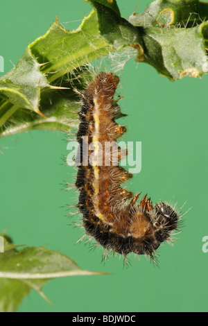 Dipinto di lady - caterpillar pupating / Cynthia cardui Foto Stock