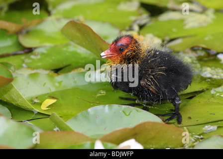 Eurasian coot - seduta in piedi su foglie / fulica atra Foto Stock