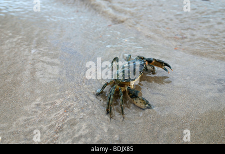 Un comune shore crab su una riva sabbiosa Foto Stock