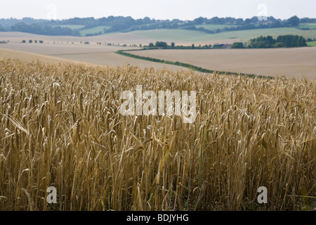 Campagna inglese e vista dei campi di grano a sud dell'Inghilterra terreni agricoli Foto Stock