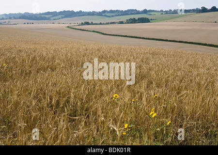 Campagna inglese e vista dei campi di grano a sud dell'Inghilterra terreni agricoli Foto Stock