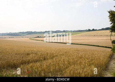 Campagna inglese e vista dei campi di grano a sud dell'Inghilterra terreni agricoli Foto Stock