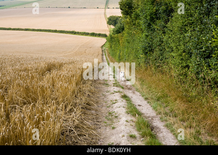 Campagna inglese e vista dei campi di grano a sud dell'Inghilterra terreni agricoli Foto Stock