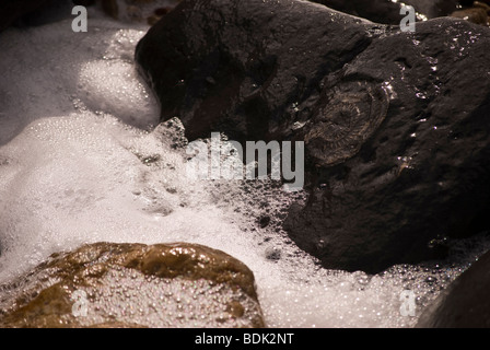 Impronta fossile sulla spiaggia Foto Stock