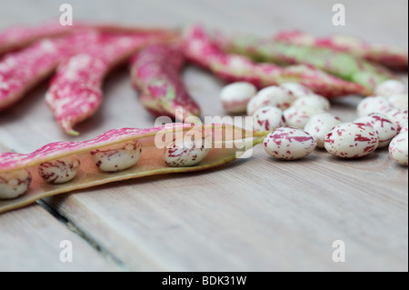 Phaseolus vulgaris, fagioli borlotti e baccelli su un tavolo di legno Foto Stock