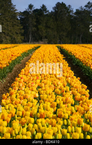 Tulip fields in a field near Spalding Foto Stock