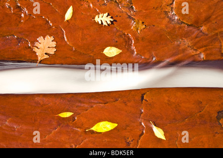 Esecuzione del flusso attraverso la roccia lungo North Creek, Parco Nazionale Zion, Utah Foto Stock