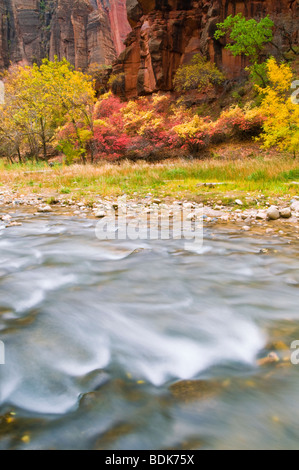 Autunno a colori lungo il fiume vergine in Zion Canyon Zion National Park, Utah Foto Stock