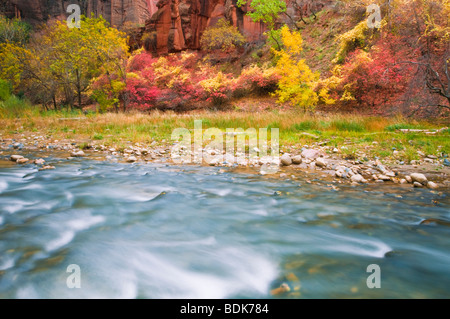 Autunno a colori lungo il fiume vergine in Zion Canyon Zion National Park, Utah Foto Stock