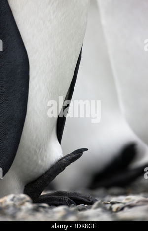 Close-up di pinguino reale piedi, uno sollevate fino fuori dal ghiaccio per un calore in Antartide Foto Stock