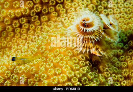 Caraibici colorati coralli subacqueo reef fotografia di vetro Minnow su grandi stelle Coral con open Christmas Tree worm Bonaire, Antille olandesi Foto Stock