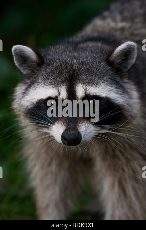 Raccoon in Stanley Park, Vancouver, British Columbia, Canada. Foto Stock