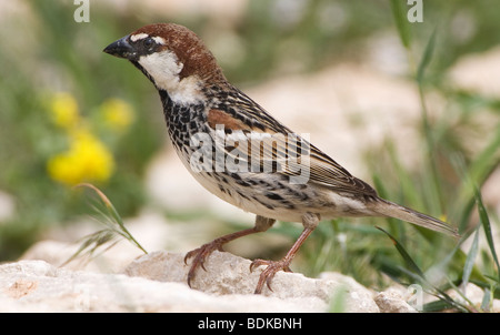 Maschio adulto Passera sarda Passer hispaniolensis Foto Stock