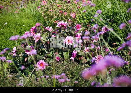 Dahlia 'fascino' nel giardino di confine, estate REGNO UNITO, con la verbena bonariensis in primo piano Foto Stock