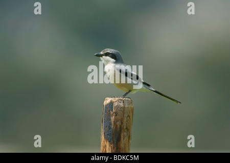 Grigio meridionale Shrike appollaiato sul post Ronda Spagna Foto Stock