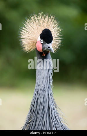 West African, nero o nero a collo Crowned Crane (Balearica pavonina). Funzioni di testa. Dettaglio del viso. Foto Stock