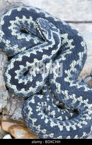 Il sommatore o Norther Viper (Vipera berus). Maschio adulto. Vista dorsale. Foto Stock