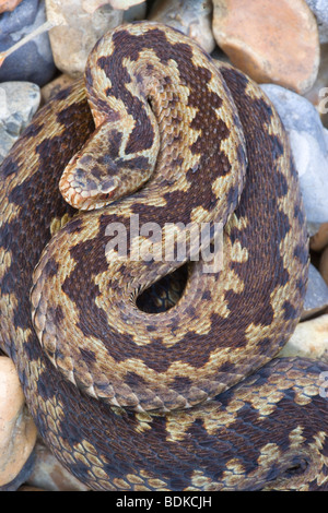 Il sommatore o Norther Viper (Vipera berus). Femmina adulta. Vista dorsale. Foto Stock