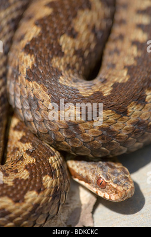 Il sommatore o Norther Viper (Vipera berus). Femmina adulta. Vista dorsale. Foto Stock