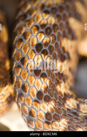 Il sommatore o Norther Viper (Vipera berus). Femmina. La sezione del corpo che mostra i singoli keeled scale di diverse tonalità di pigmentazione marrone che compongono la testa coda a zig-zag pattern dorsale.​ Foto Stock