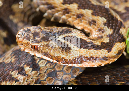 Il sommatore o Norther Viper (Vipera berus). Segni distintivi mostrato sulla testa di una femmina di serpente. Foto Stock