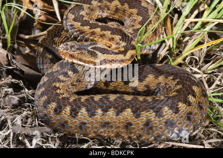 Il sommatore o Norther Viper (Vipera berus). Femmina adulta. Sun basking. Foto Stock