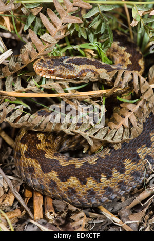 Il sommatore (Vipera berus). Femmina emergenti dal coperchio. Colorazione criptico e contrassegni aiutano a mimetizzare questo, il solo di serpenti velenosi nel Regno Unito. Foto Stock