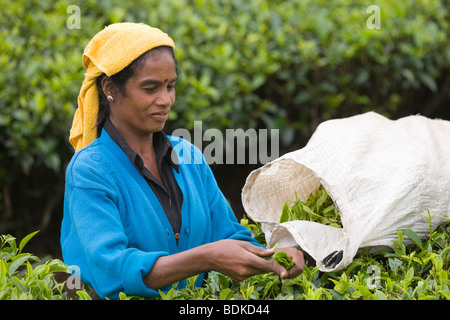 Donna Tamil raccoglitrice di tè. Tenuta di tè, Hill Country, Highlands Centrali, Sri Lanka Foto Stock