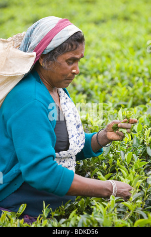 Donna Tamil raccoglitrice di tè. Foglia di raccogliere suggerimenti per il trattamento. Tenuta di tè, Highlands Centrali, Sri Lanka. Foto Stock