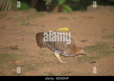 Lo Sri Lanka o La Fayette Junglefowl (Gallus lafeyettii). Hen, pullet o femmina. Foto Stock