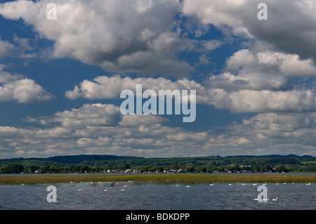 Colonia di cigni su a presquile baia con vista di gosport marina vicino a Brighton ontario canada Foto Stock