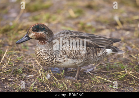 Ellisse drake comune (Teal Anas crecca) Foto Stock