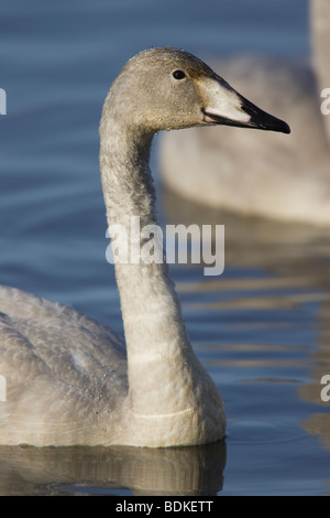 La testa e il collo di un immaturo Whooper Swan (Cygnus cygnus) nuotare in un lago Foto Stock