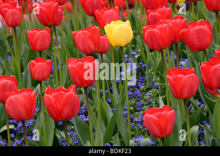 Giallo e rosso tulip (tulipa genere) fiori, England, Regno Unito Foto Stock