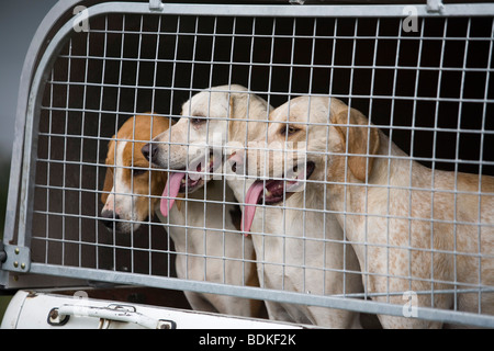 La caccia alla volpe hounds nel retro di un pick up Foto Stock