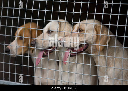 La caccia alla volpe hounds nel retro di un pick up Foto Stock