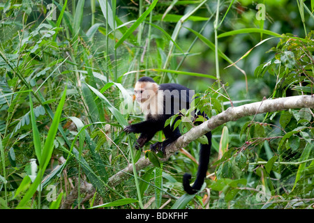 Scimmia cappuccino - Manuel Antonio Park, Costa Rica. Foto Stock