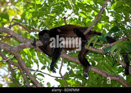 Appoggio scimmia urlatrice - Nosara, Costa Rica. Foto Stock