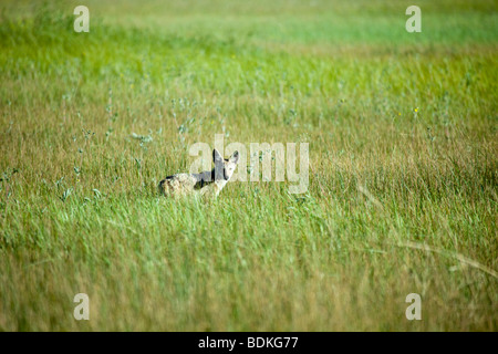 Lone coyote in erba Foto Stock