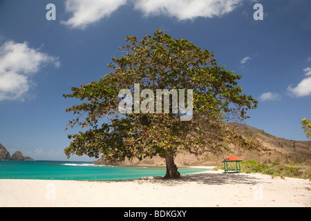 Indonesia, Lombok, South Coast, Mawun, spiaggia ombreggiata tree Foto Stock