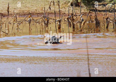 Nero labrador retriever nuoto con il germano reale IN BOCCA IL RECUPERO DI GEORGIA Foto Stock