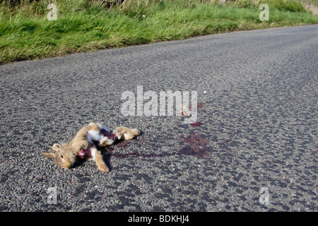 Coniglio morto sulla strada di campagna - ucciso in auto , Inghilterra , REGNO UNITO Foto Stock