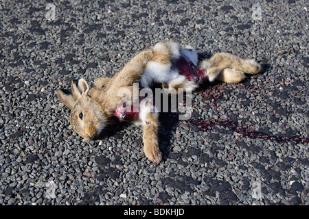 Coniglio morto sulla strada di campagna - ucciso in auto , Inghilterra , REGNO UNITO Foto Stock