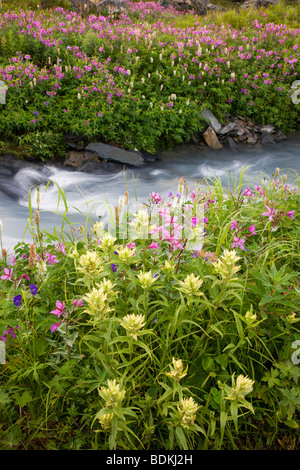 Fiori Selvatici lungo un flusso su Mt. Maratona, Seward, Alaska. Foto Stock